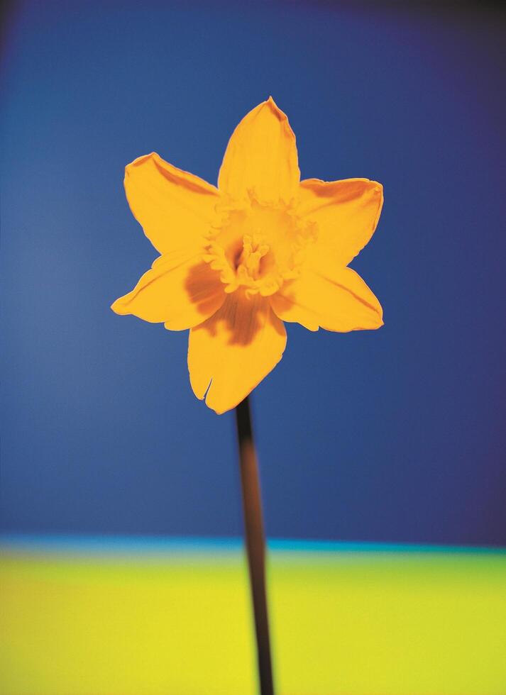 a yellow daffodil in front of a blue and yellow background photo