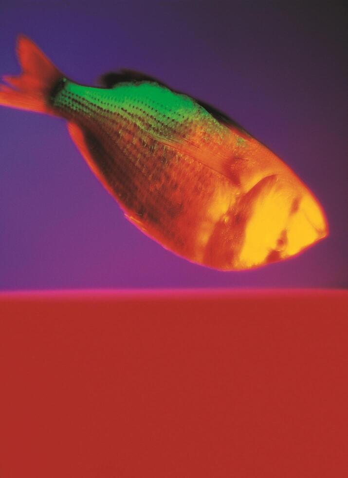 a fish with a red, green and yellow background photo