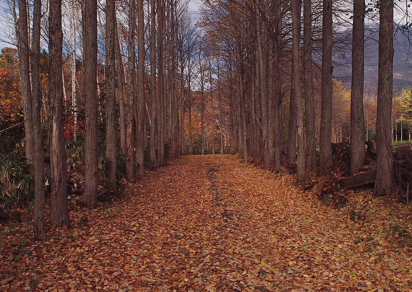 a path lined with trees and leaves photo