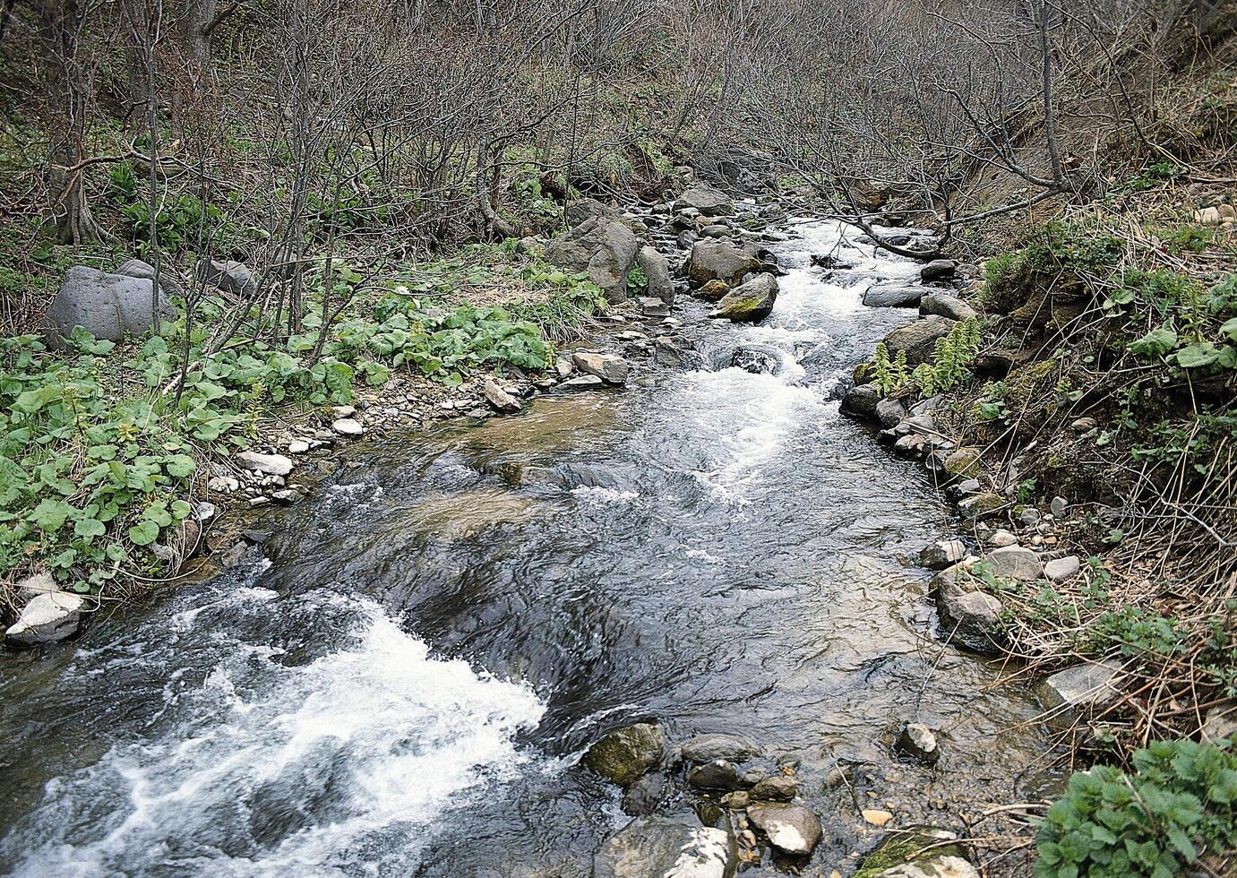 a stream running through a forest with rocks and trees photo