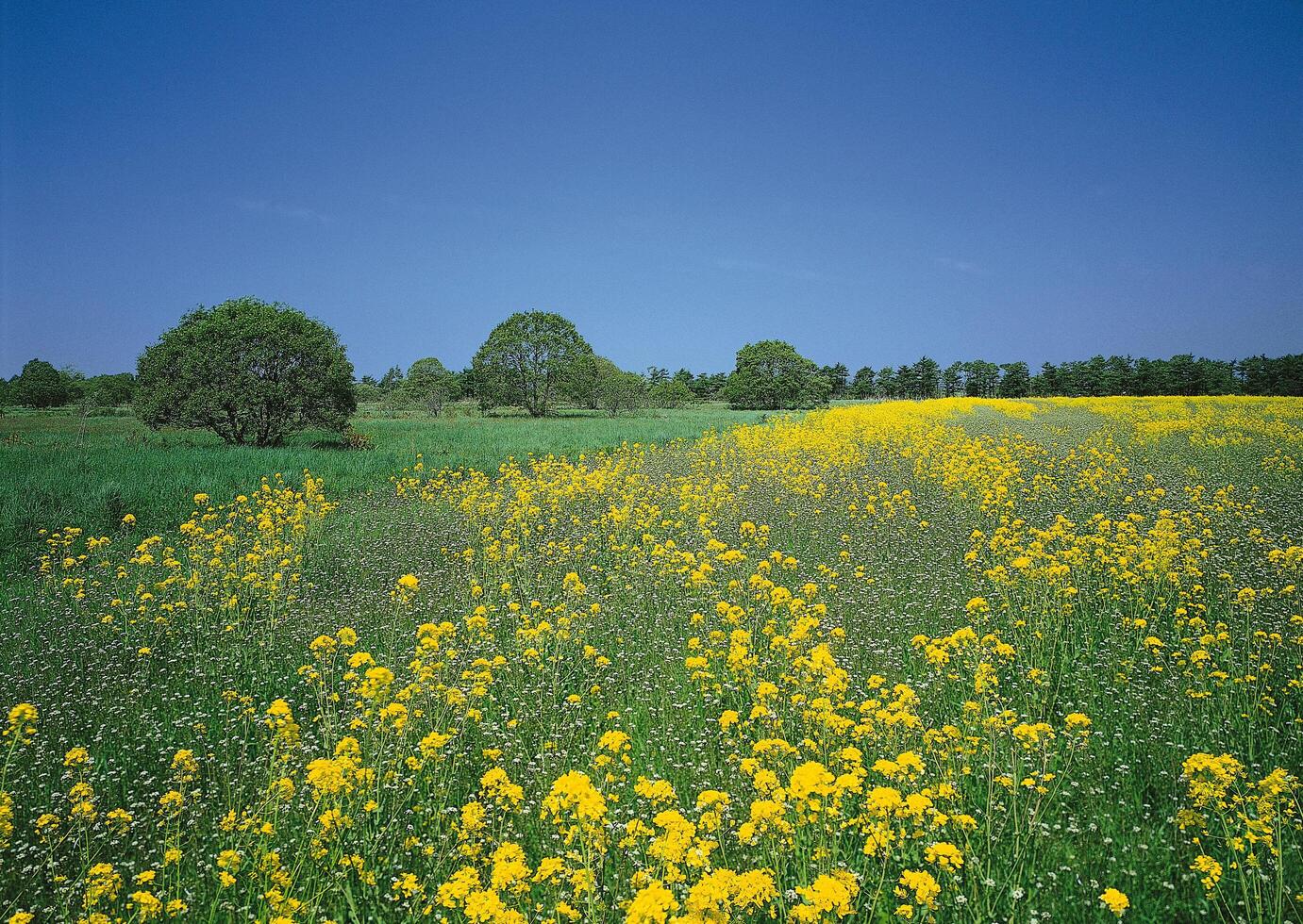 a field of yellow flowers with trees in the background photo