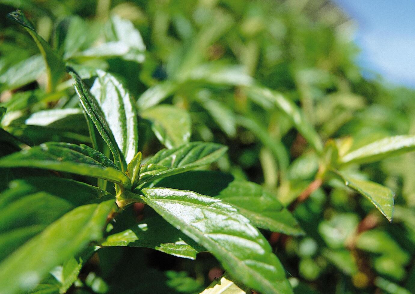 a close up of a bush with green leaves photo