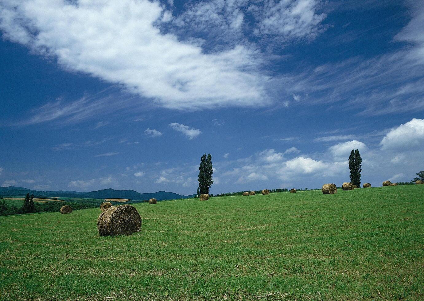 a field with hay bales and trees photo