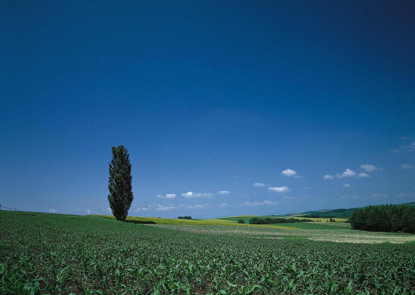 a lone tree stands in the middle of a field photo