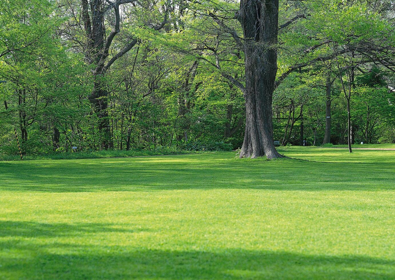a large tree in the background photo