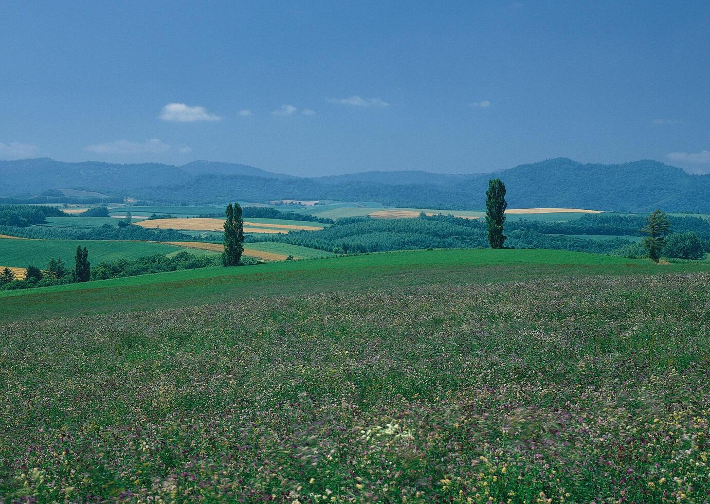 a field with a horse and a few trees photo