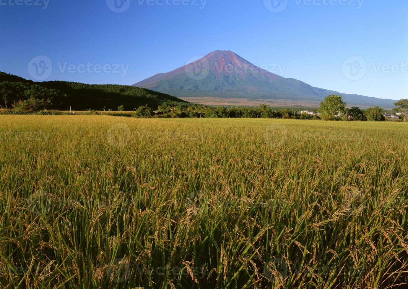 a large field of grass photo