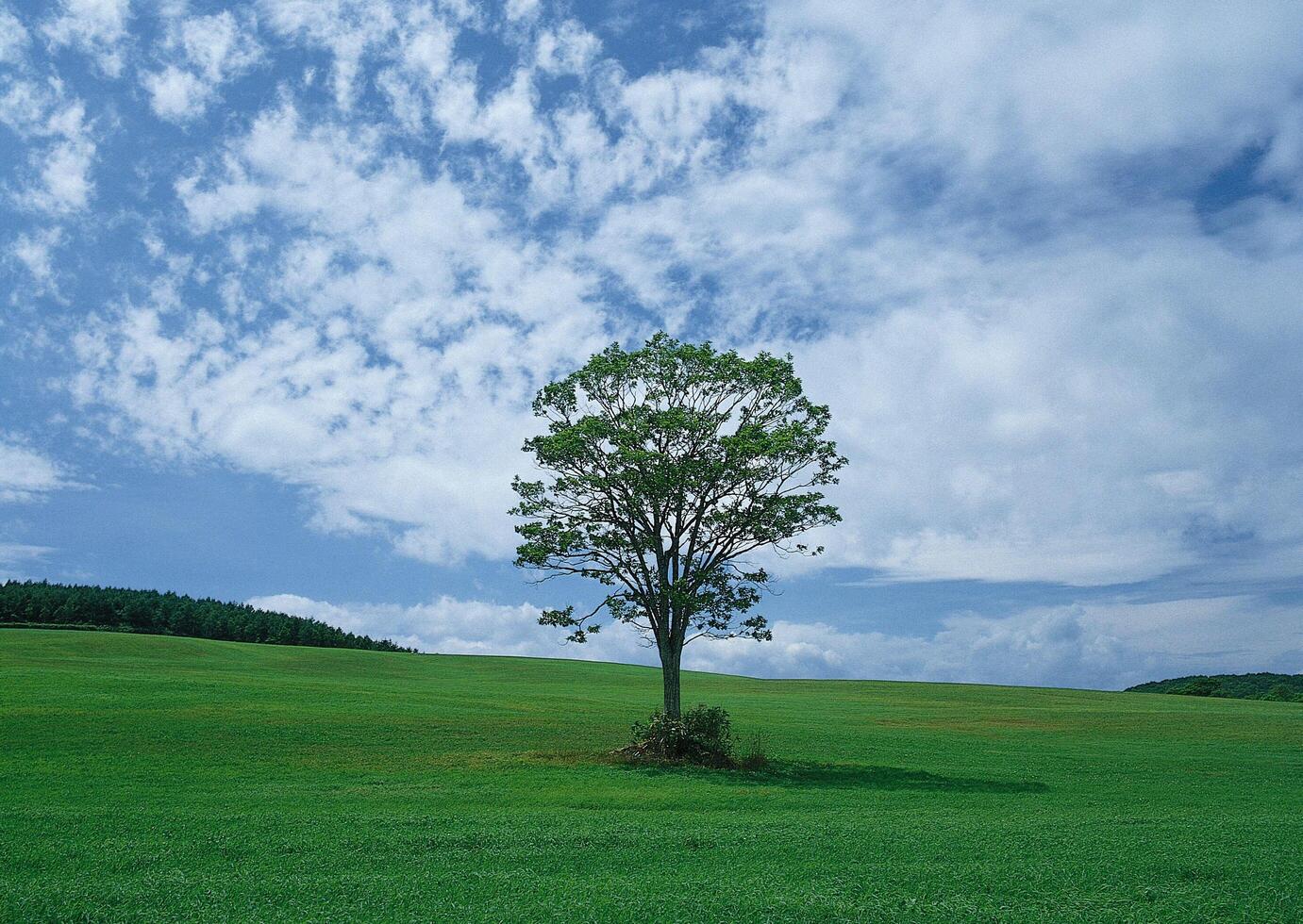 a lone tree in a green field photo