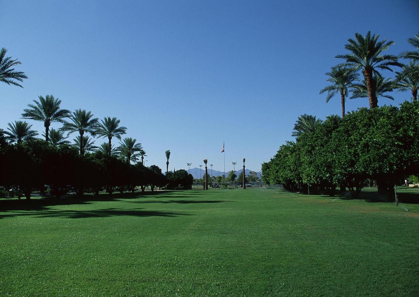 a grassy field with palm trees and a blue sky photo