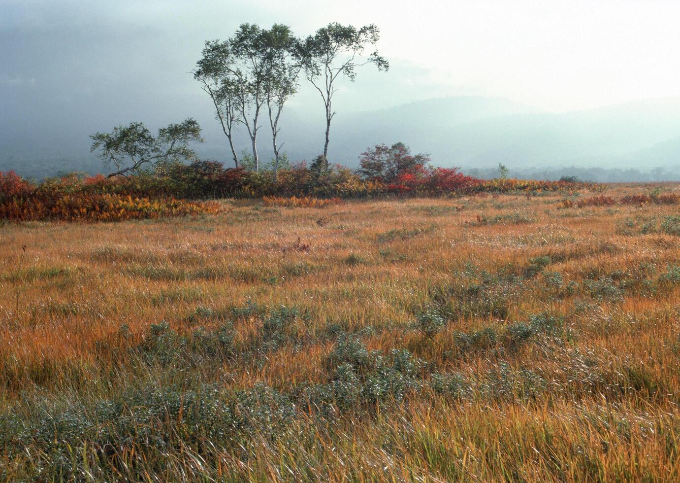 a field with tall grass and trees photo
