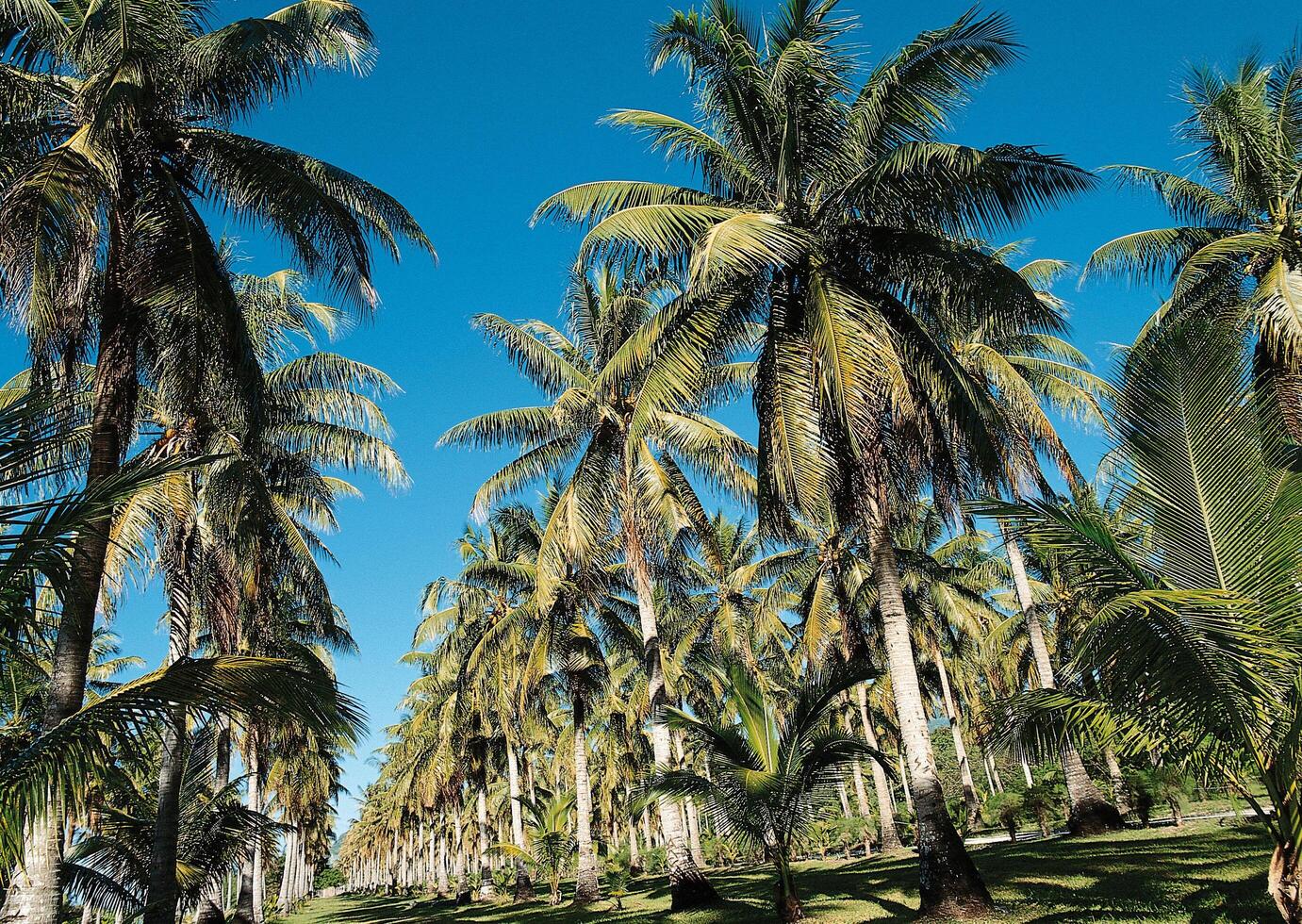 a row of palm trees photo