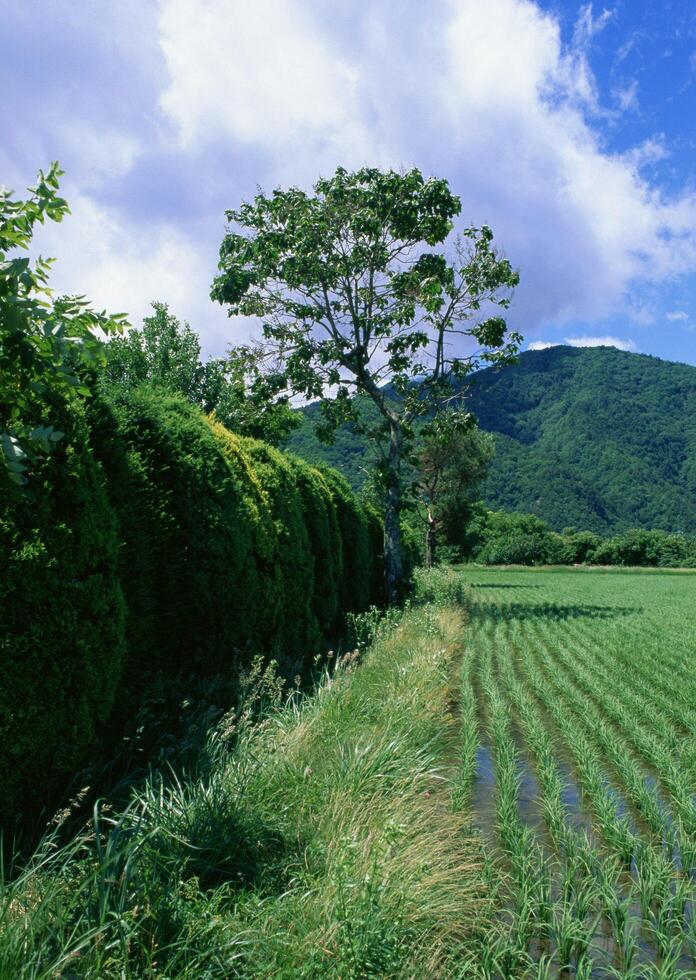 a field of green grass, hill photo