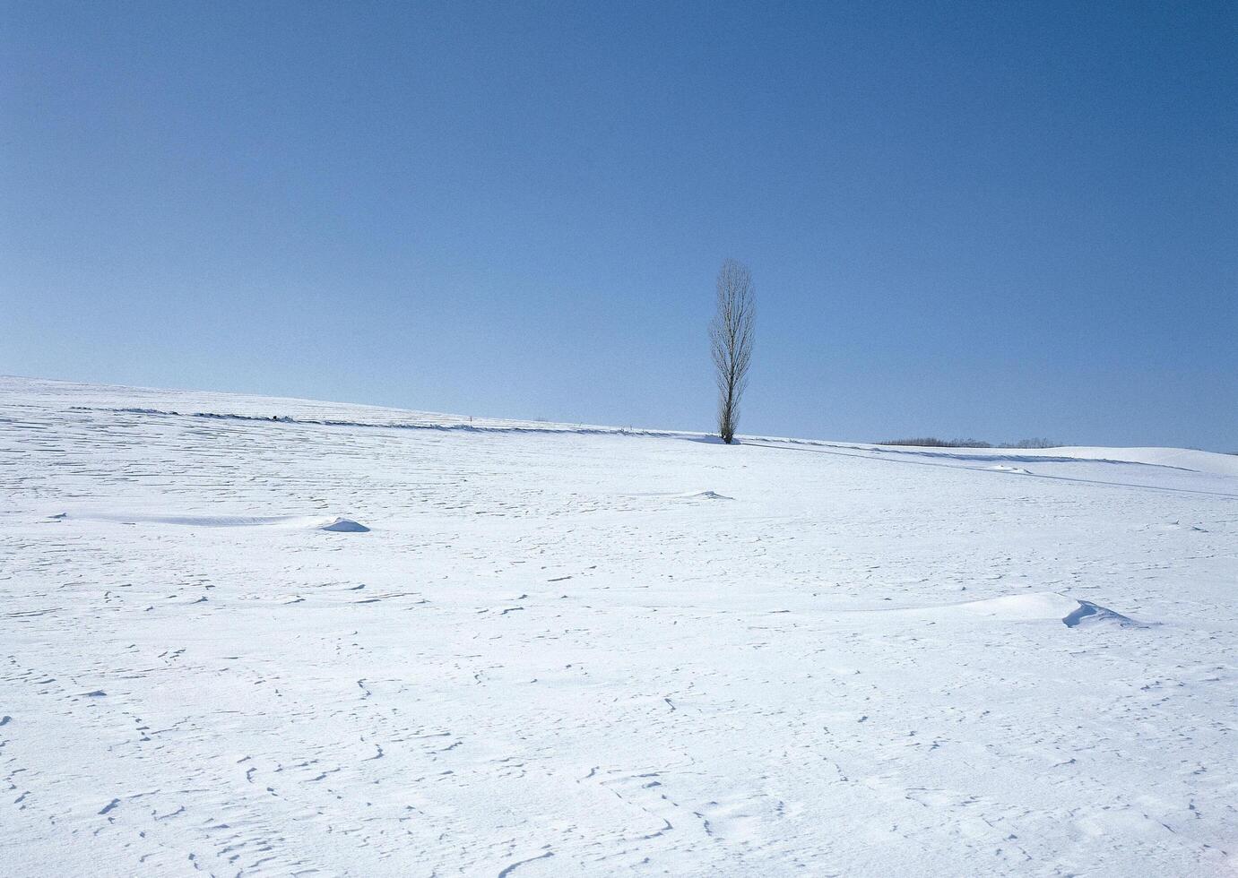 a lone tree in the snow on a sunny day photo