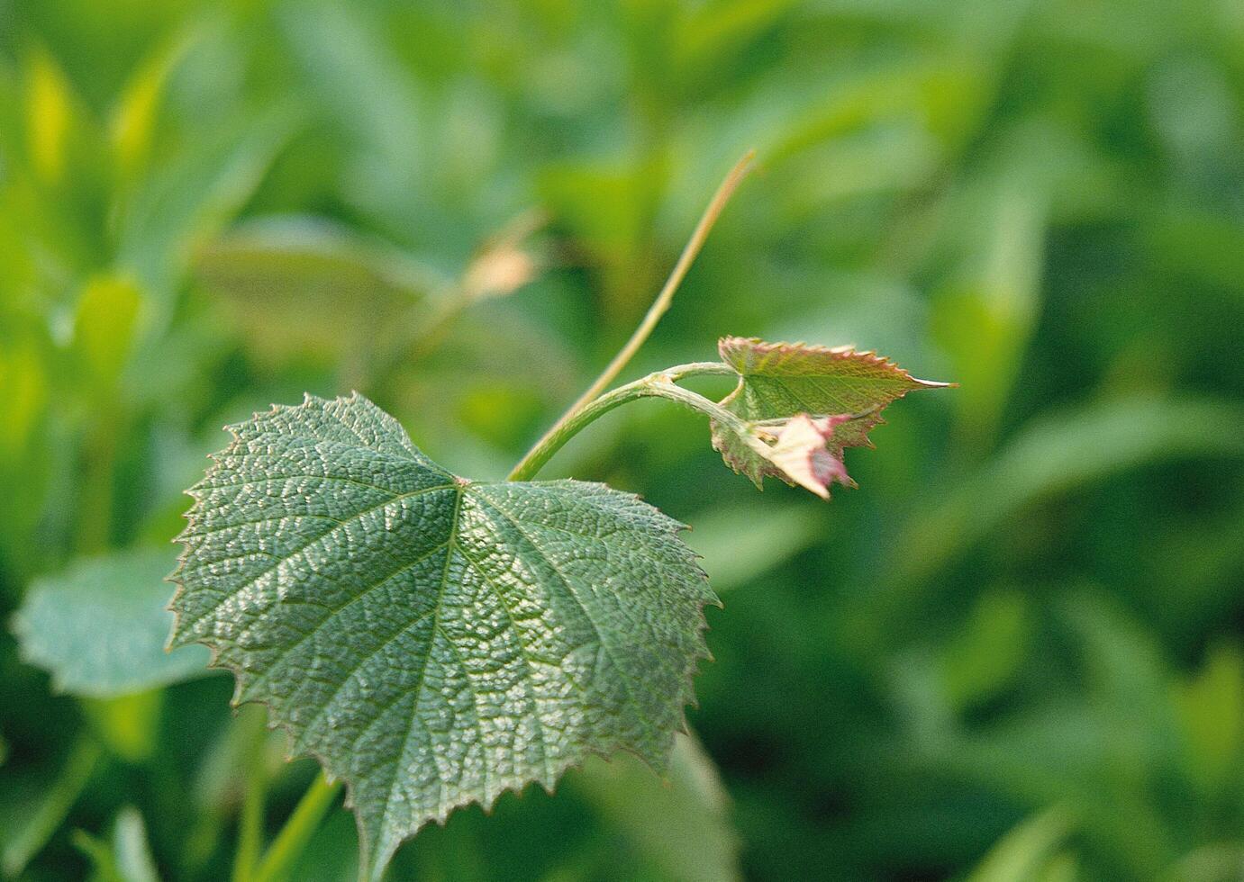 a small plant with a single leaf photo