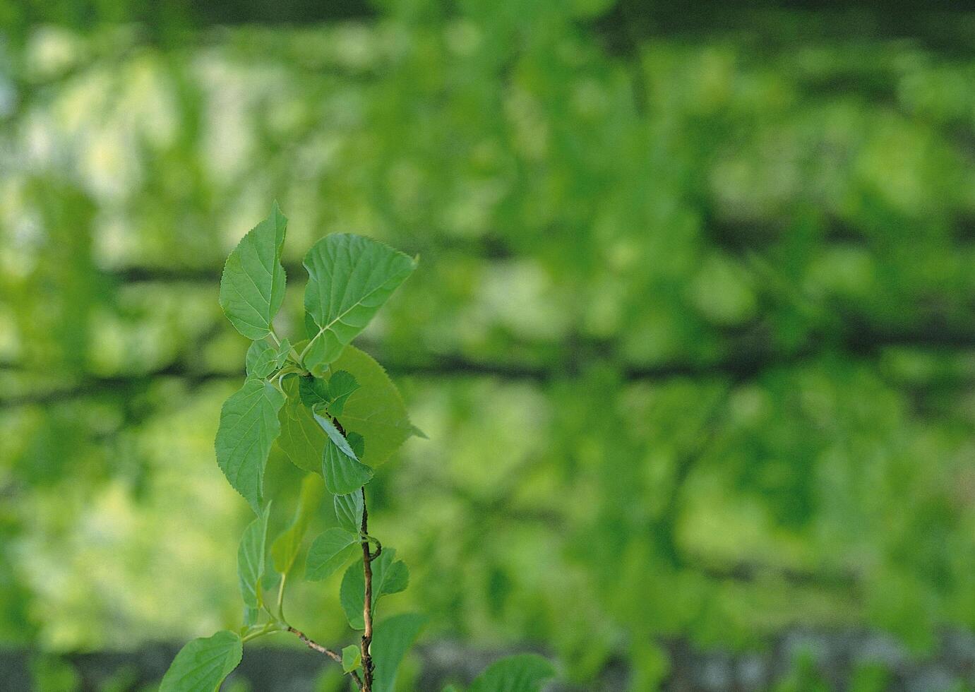 a small bird sitting on a branch of a tree photo