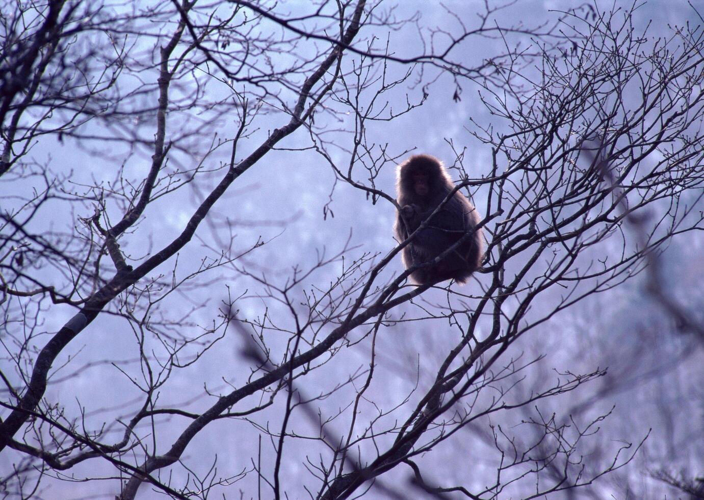 a monkey sits in a tree with no leaves photo
