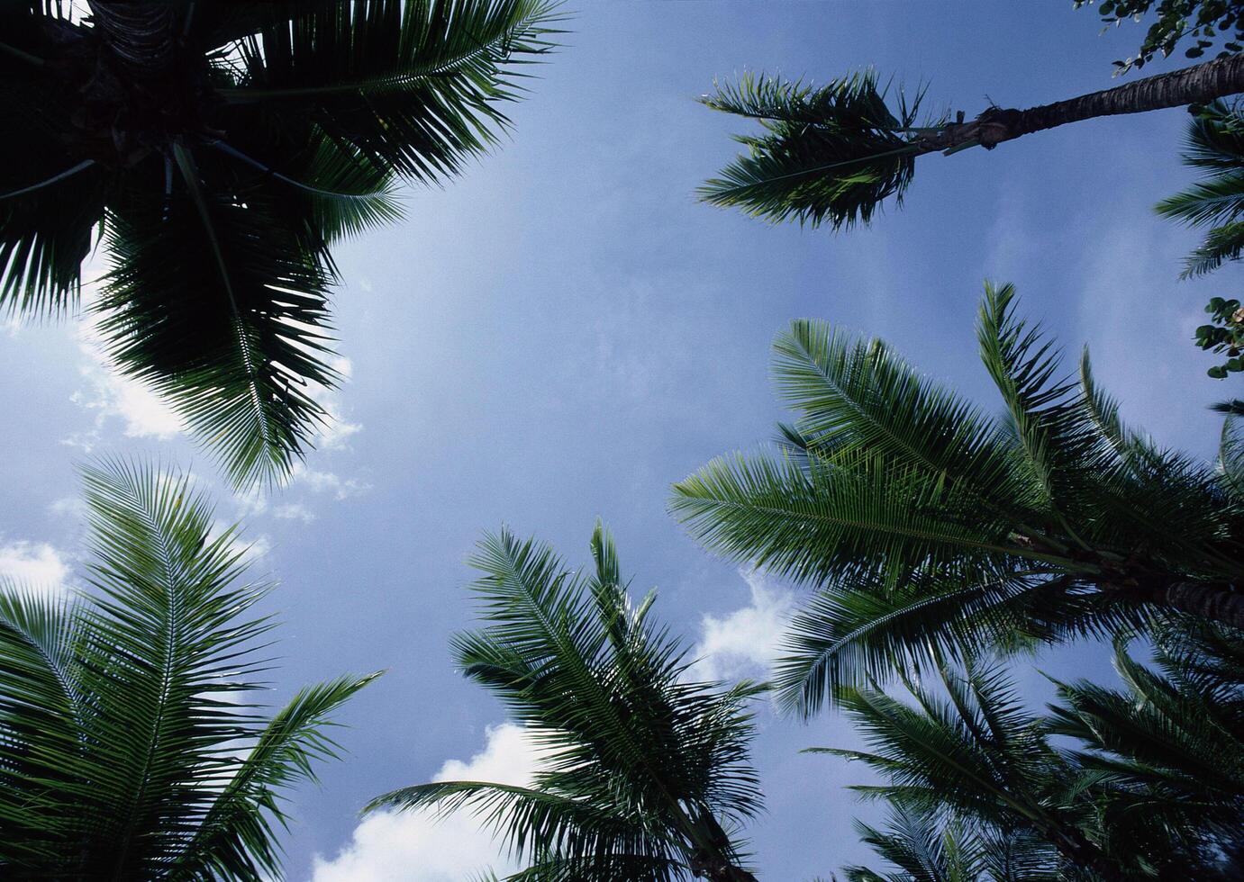 a view of palm trees from above photo