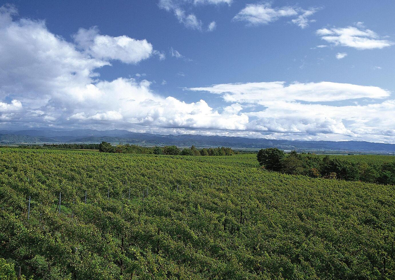 a large field of green plants with a sky in the background photo