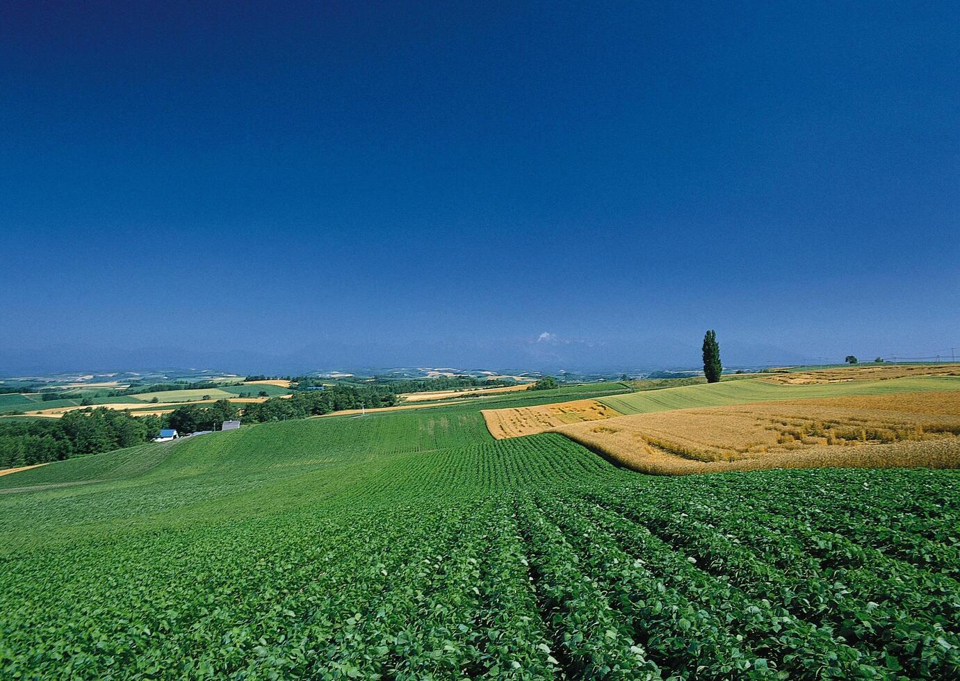 a field of green crops with a blue sky in the background photo