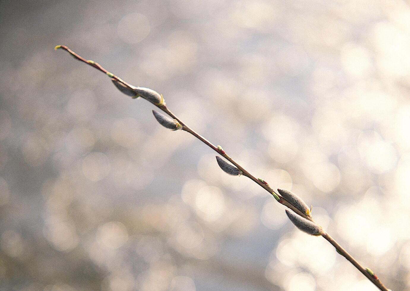 a branch with leaves photo