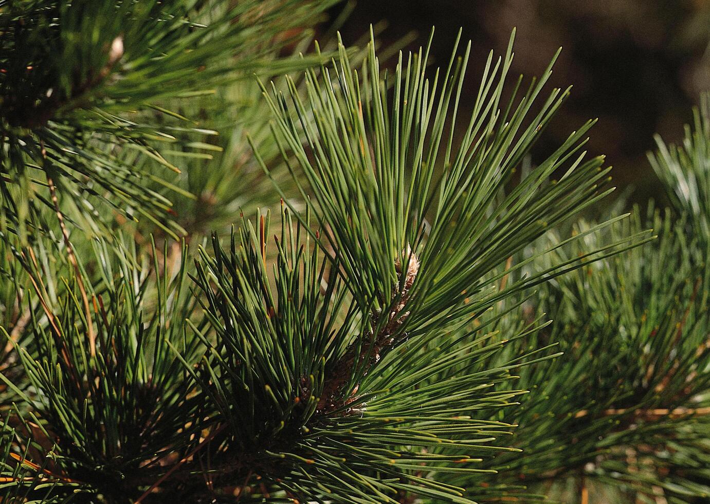 a close up of a pine tree with a bird on it photo