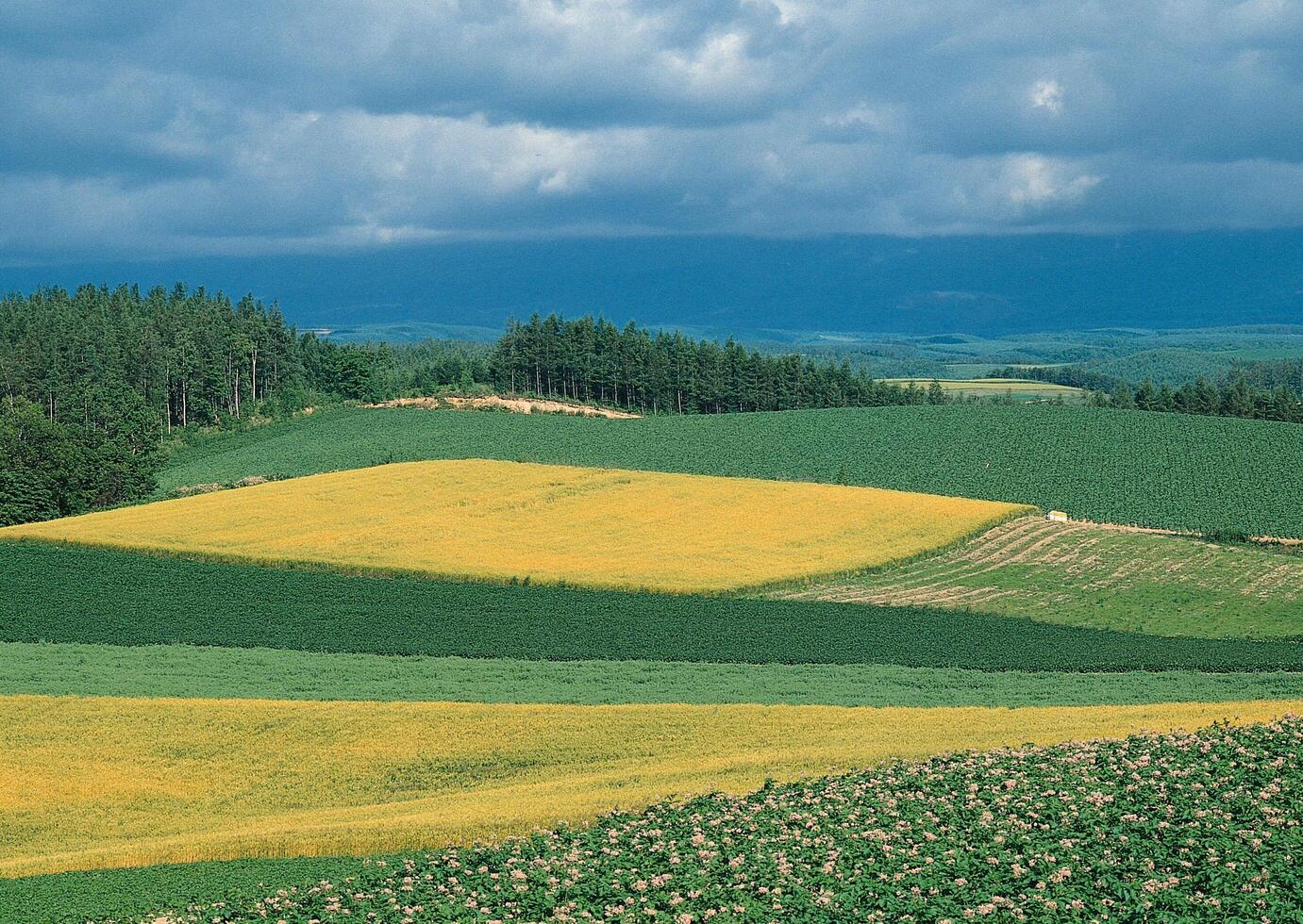 a field with a cow grazing in it photo