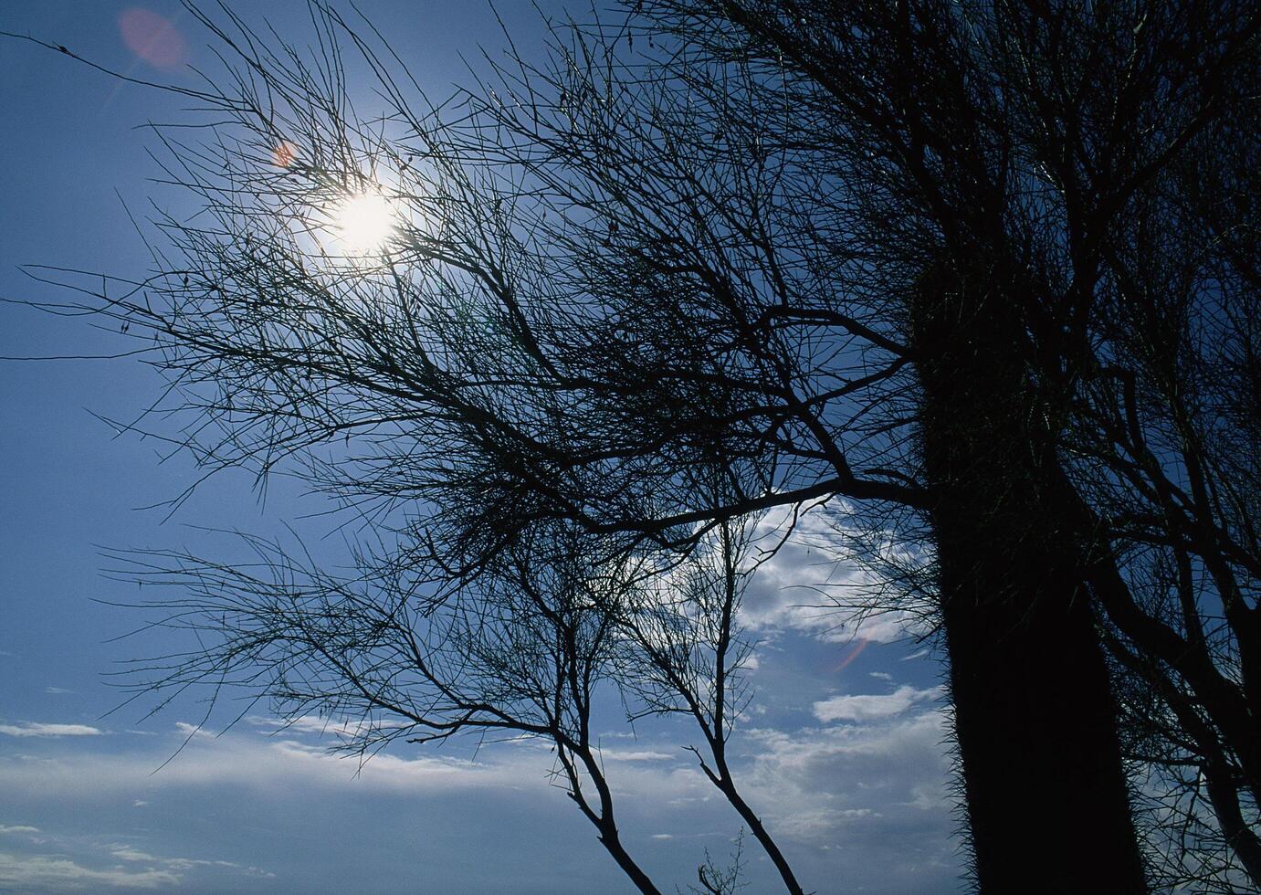 a tree with a sun shining through it photo