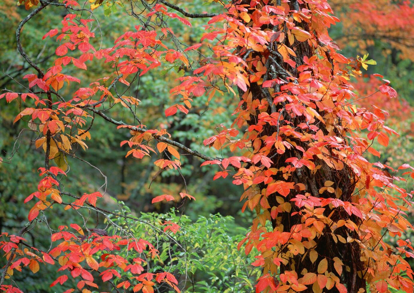 a red and orange tree with leaves on it photo