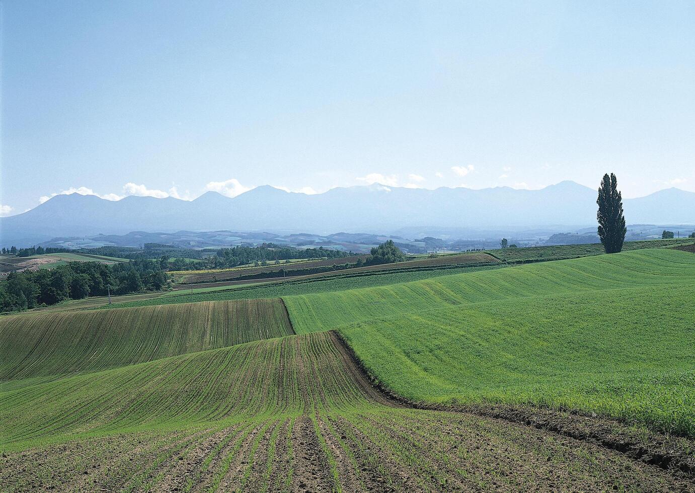 a field with a tree and a field with mountains in the background photo