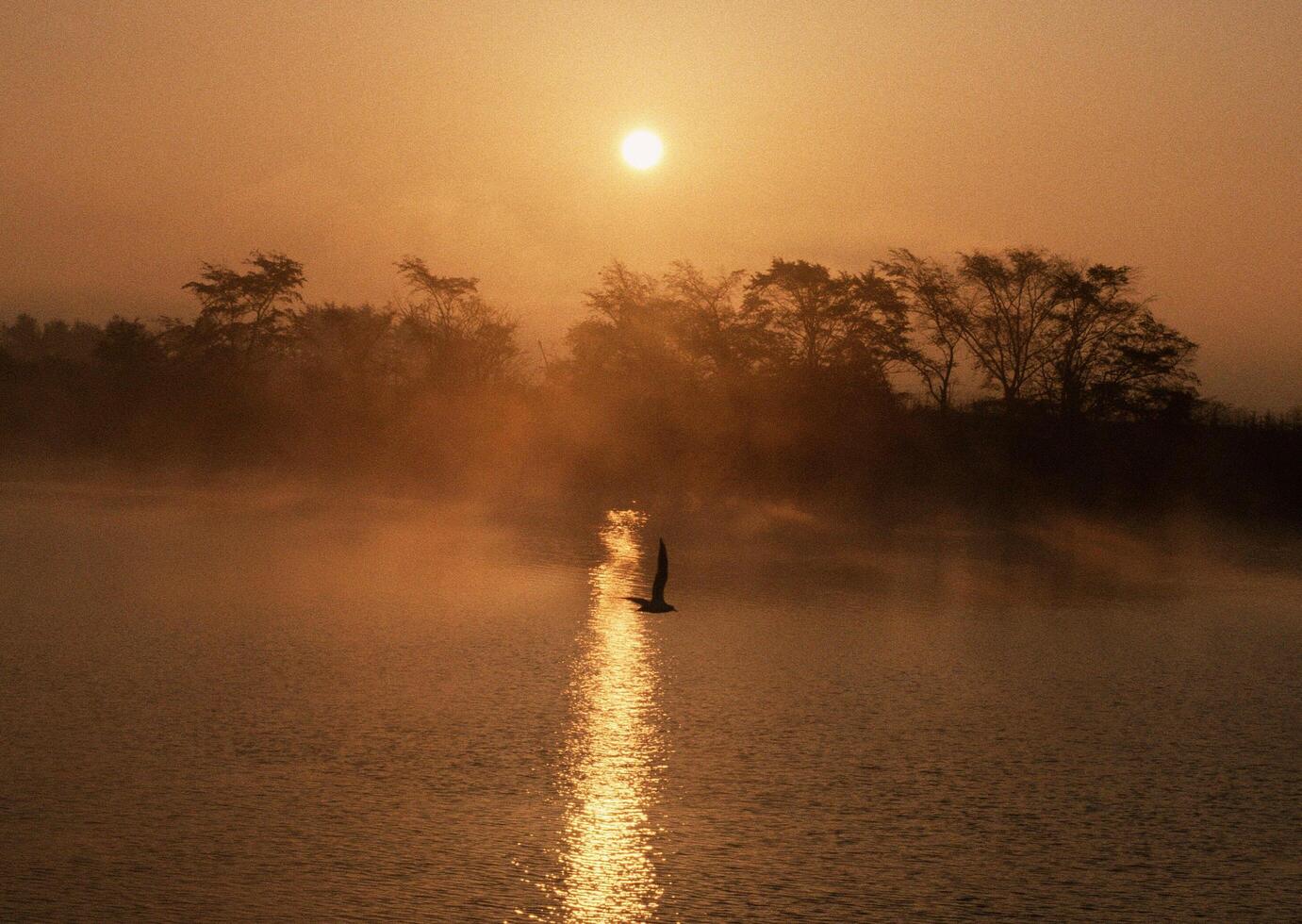 a boat is floating in the water at sunset tree photo