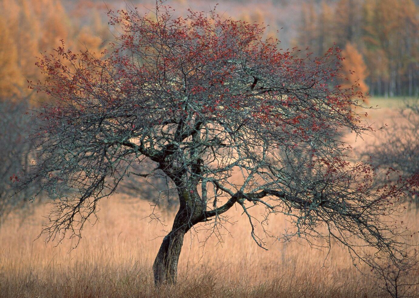 a lone tree in a field with autumn colors. photo