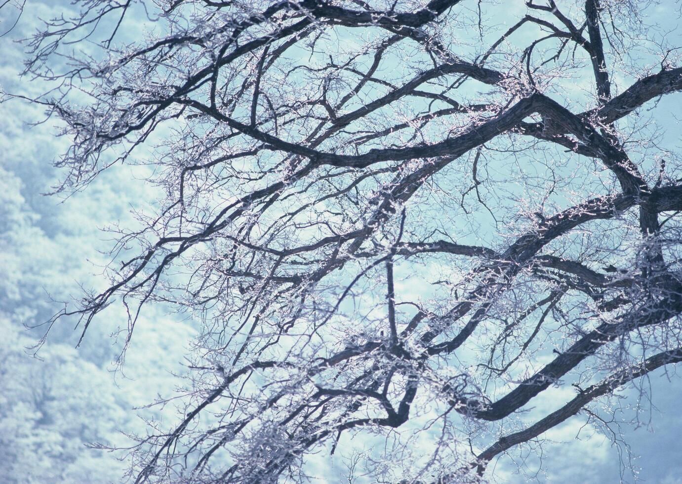a tree with snow on it in front of a blue sky photo