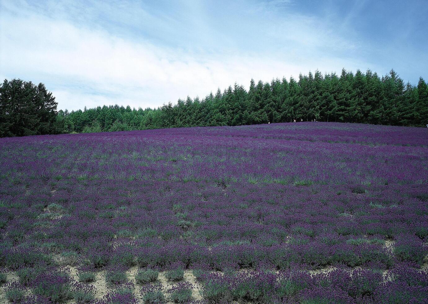 a field of lavender flowers in the middle of a forest photo