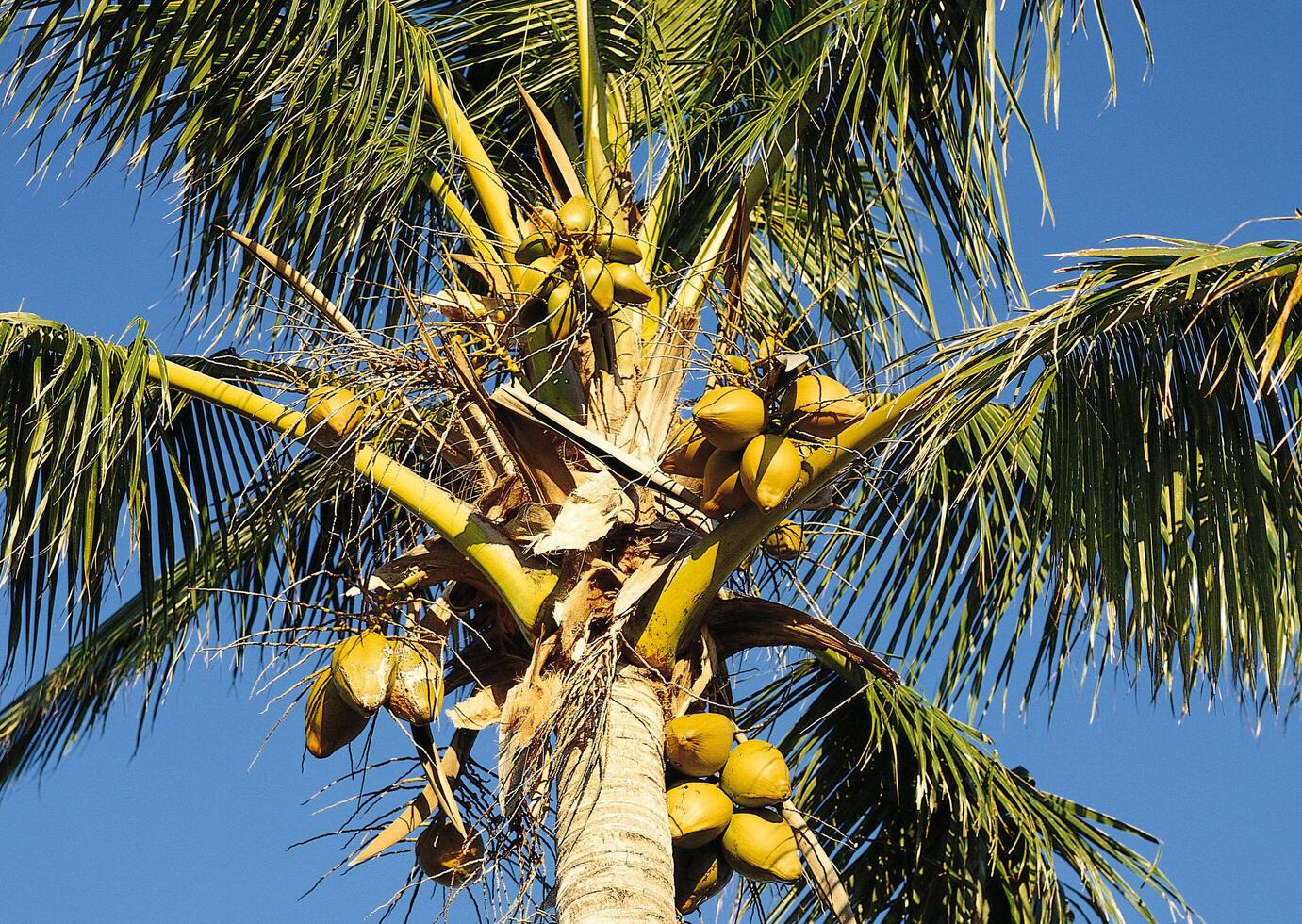 a coconut tree with many coconuts on it photo