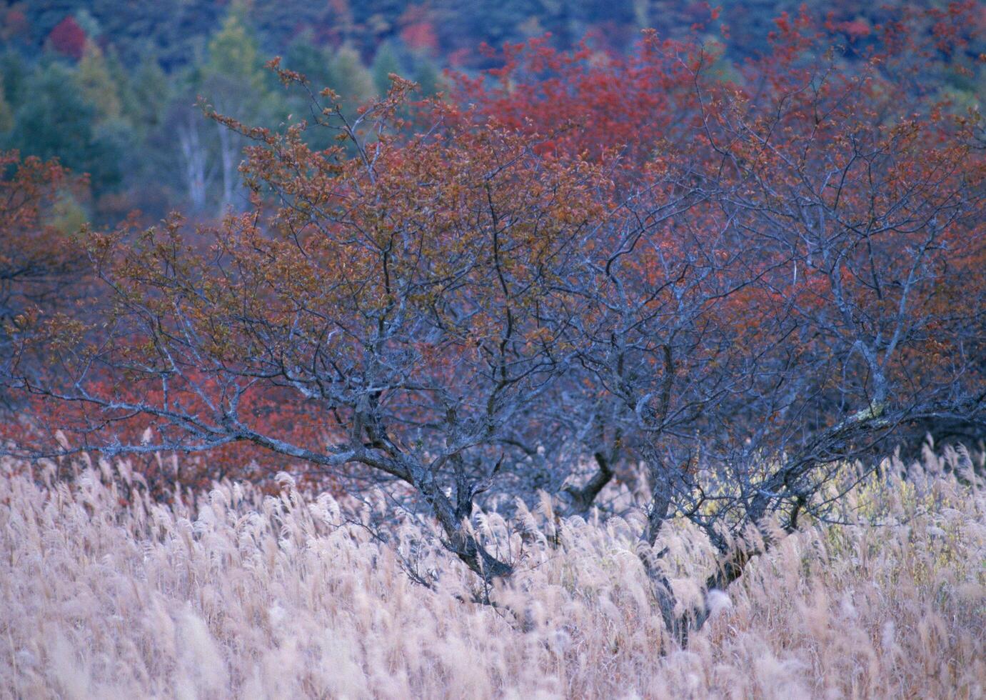 a lone tree in a field with autumn colors photo