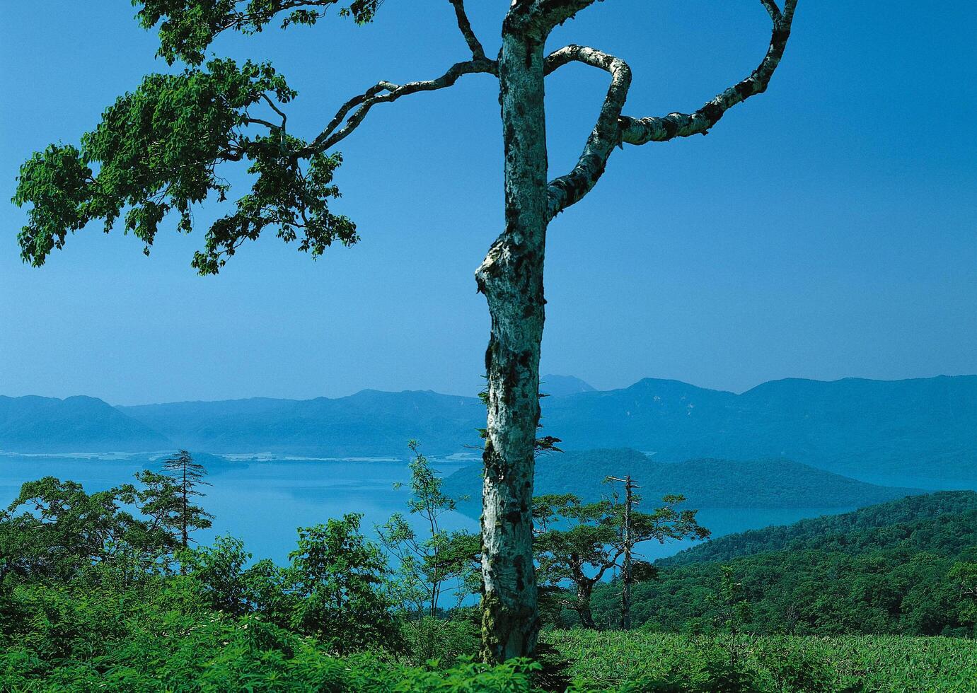 a tree with a large branch photo
