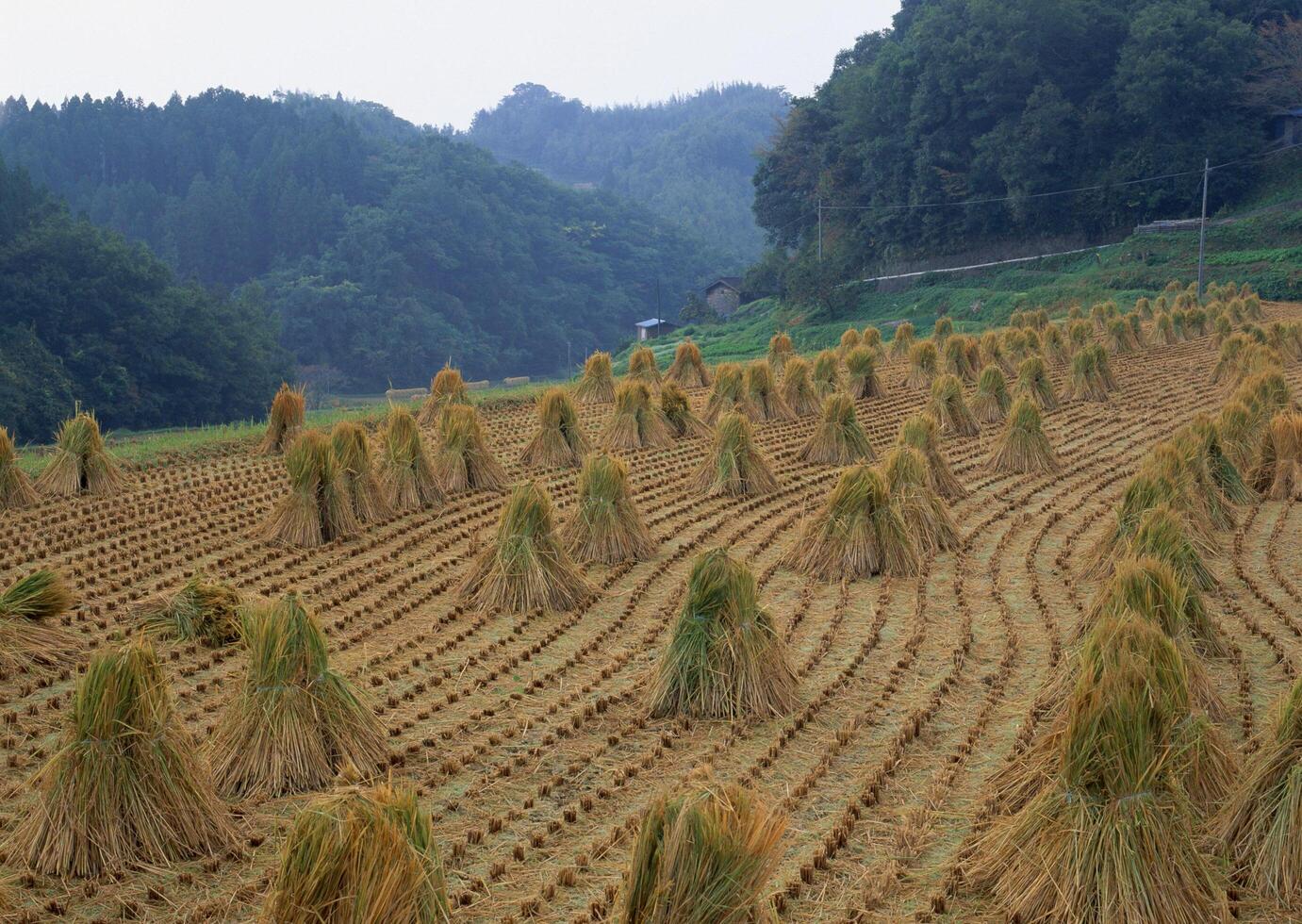 a field of hay photo