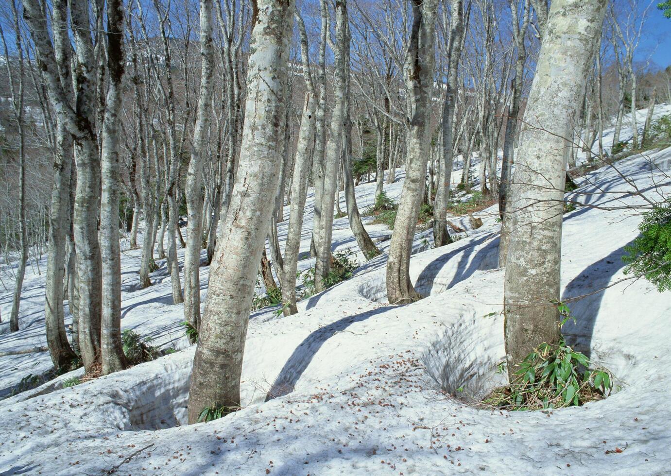 a snow covered hill photo