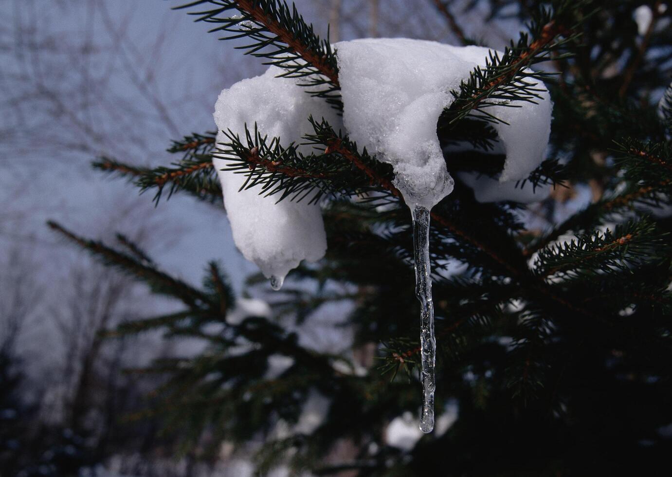 a frozen icicle hanging from a tree branch photo