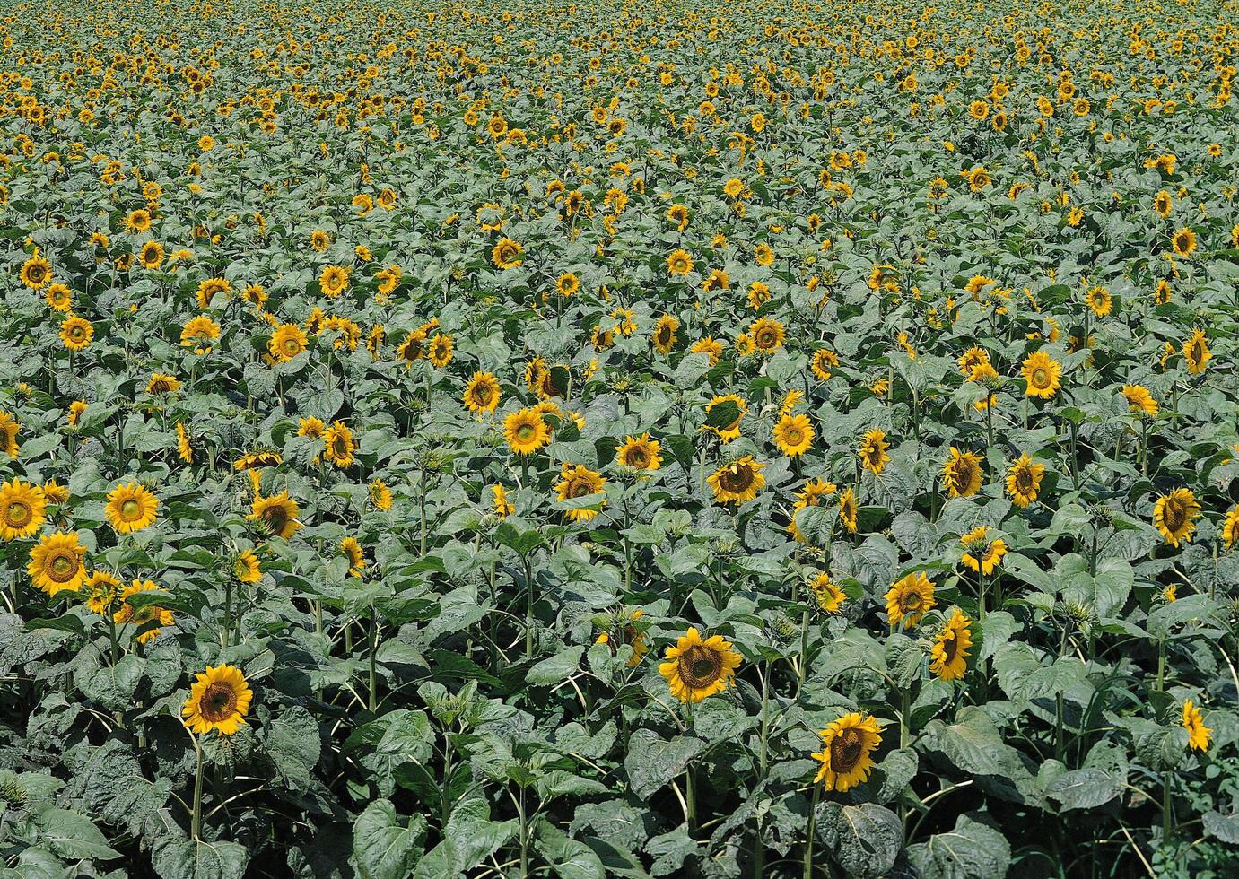 a field of sunflowers in the middle of a large field photo