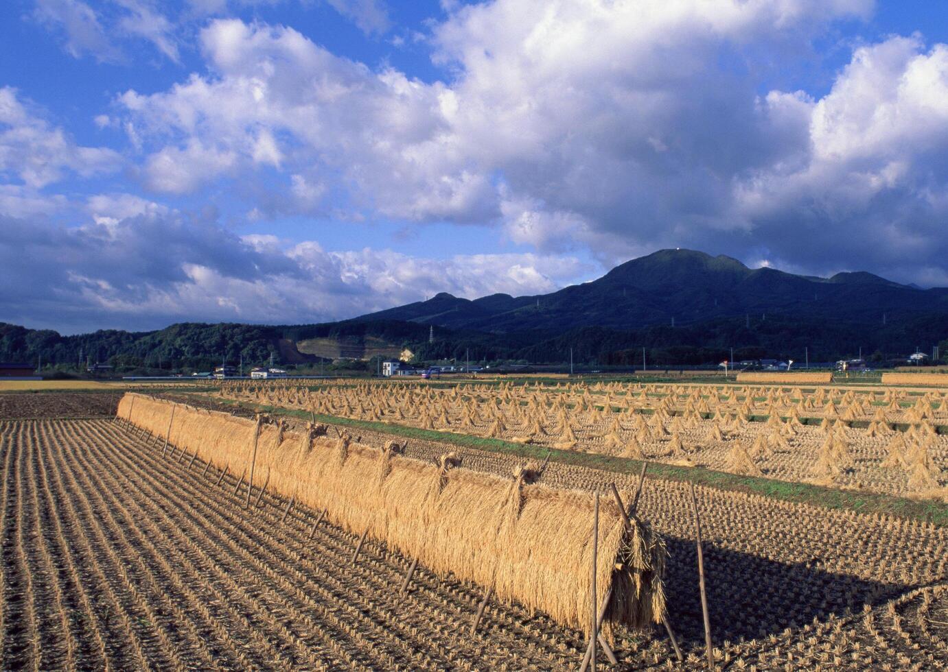 a field with a large hay bale in the middle photo