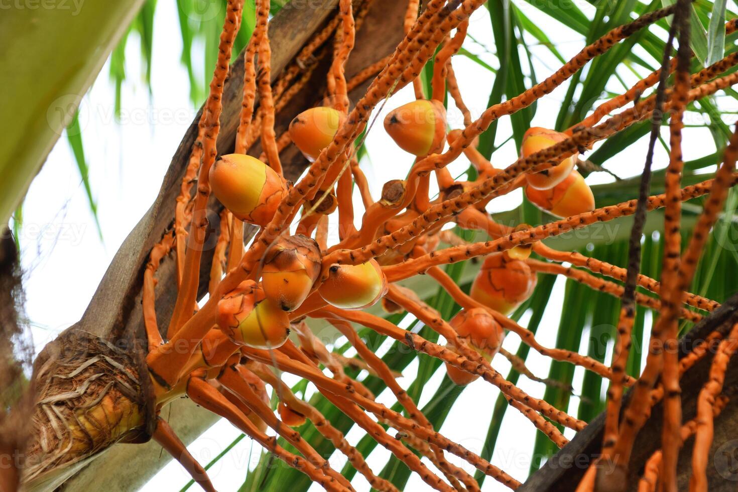 Unripe orange coconuts on tree in Tasikmalaya photo