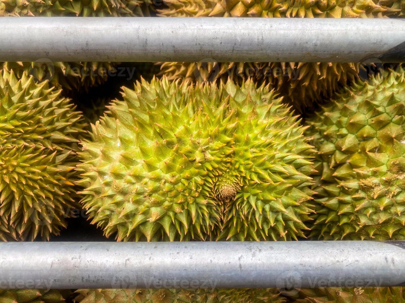 The durian fruit with Thailand reputation with intense aromas. photo