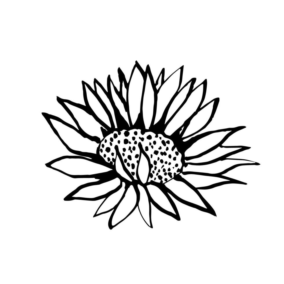 Simple hand-drawn drawing in black outline. Sunflower isolated on white background. Nature element, seed, vegetable oil, for prints, labels, packaging. vector
