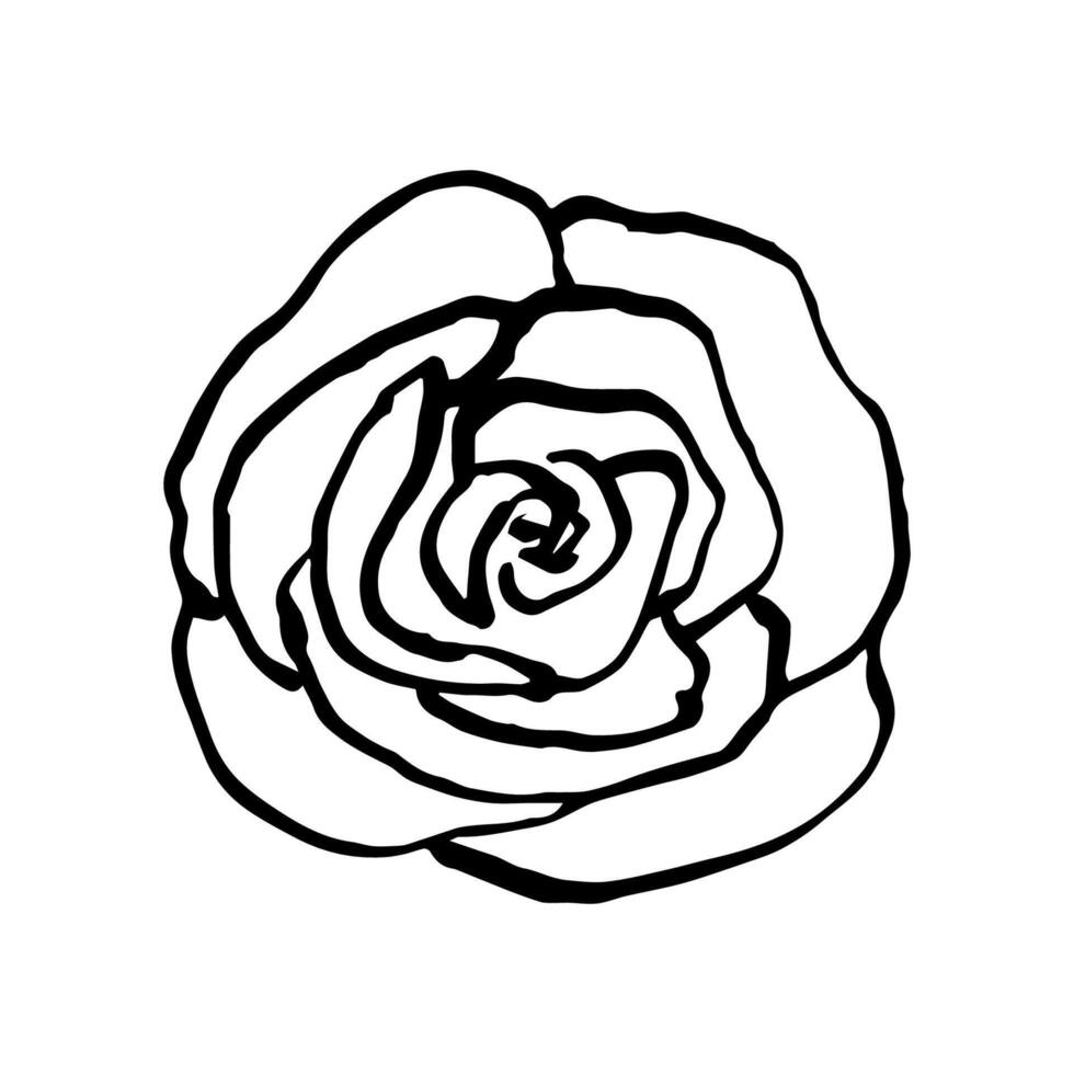 Simple hand-drawn drawing in black outline. Flower, rose isolated on a white background. For prints, logo, label, postcard. vector