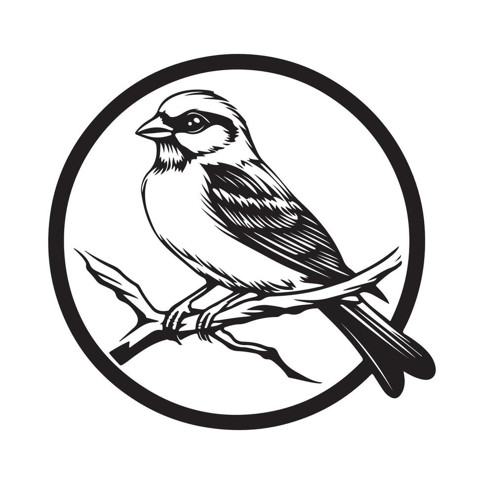 Eurasian Tree Sparrow Bird stock image illustration isolated on white background. vector