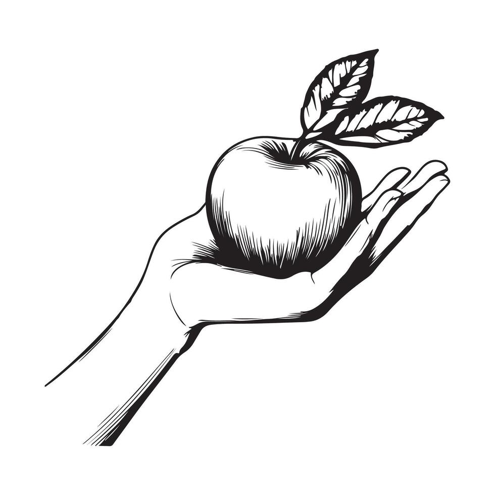 Black and white Hand Holding Apple Stock Image isolated on white background vector