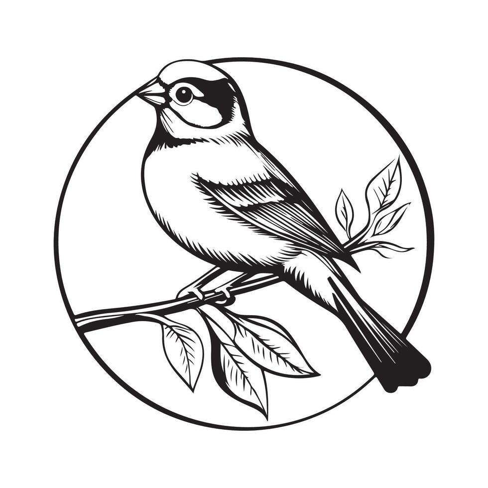 Black and white Eurasian Tree Sparrow Bird stock image illustration isolated on white background. vector