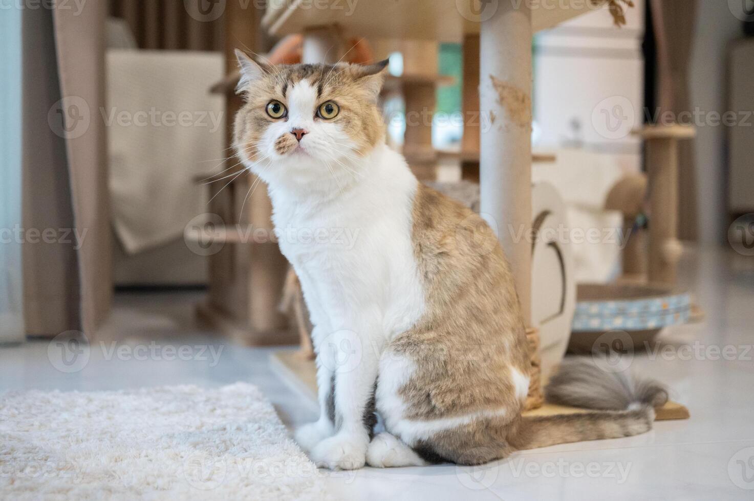 Cute crossbreed Persian cat stay in human house as pet. A mixed breed cat is a cross between cats of two different breeds. photo