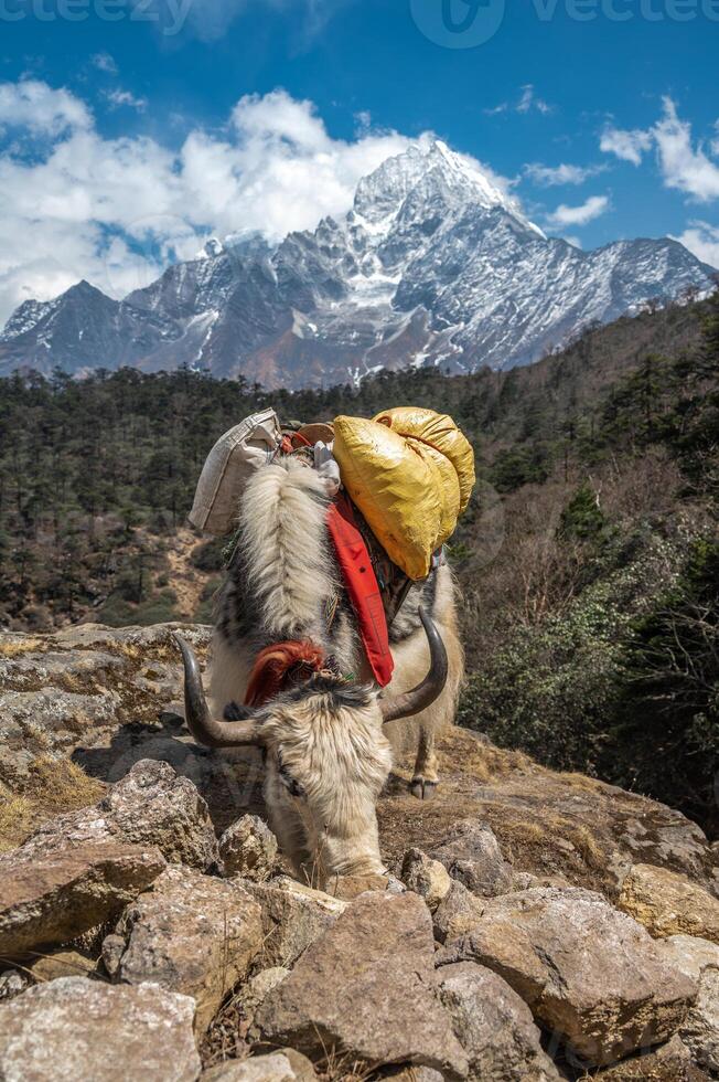 Domestic white Yak can found on the way to Everest base camp in Nepal. photo